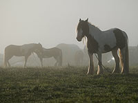Лошадки в тумане: цыганский фестиваль в Англии. Фоторепортаж 
