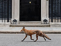 Городские лисы Англии. Фоторепортаж
