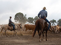 Израильские ковбои на Голанах. Фоторепортаж 
