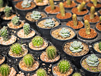 Трое жителей Нетании арестованы по подозрению в краже кактусов из питомника