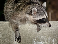 Приключения енота: покоритель небоскребов из Миннесоты 