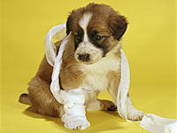 Убийство месячного щенка вызвало в Турции шок 