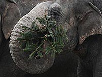 Слониха Читта предсказала победу сборной Польши в матче с Сенегалом