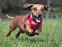 Англичане едва не поплатились за мошенничество в