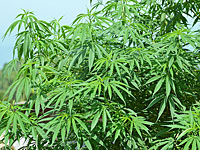 В Канаде легализовали употребление марихуаны
