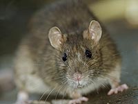 Крысы съели в индийском банкомате 1,2 миллиона рупий
