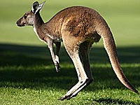 Футбольный матч был прерван из-за появления на поле кенгуру