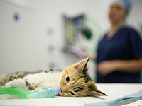 Житель Теннесси похоронил котенка живьем  и предстал перед судом