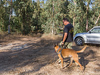 Десятки добровольцев прочесывают лес Иланот в поисках Офры Хаим 