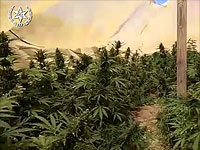 В пустыне Негев обнаружена теплица, в которой росли 1600 кустов конопли. ВИДЕО