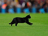 Кот Ахилл считает, что победит Бельгия, букмекеры с ним не согласны