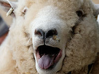 Мохнатая гордость Британии: юбилейная выставка в Харрогейте. Фоторепортаж 
