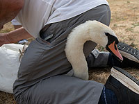 Пересчет королевских лебедей: многовековая традиция на Темзе. Фоторепортаж