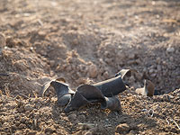 ЦАХАЛ потратит 30 млрд шекелей на противоракетную оборону