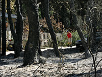 Среди пострадавших в результате пожаров в Греции израильтяне не числятся