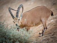 2018 год официально объявлен годом засухи в Негеве