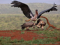 Дикая природа Южной Африки глазами израильского фотожурналиста