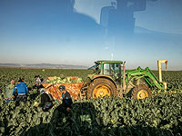 Ущерб израильским фермерам от непогоды за первое полугодие 2018 – 155 млн шекелей