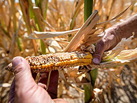 Продолжительная засуха в Германии: урожай под угрозой. Фоторепортаж 
