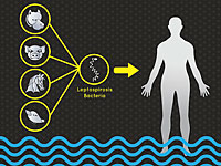 Минздрав предупредил об угрозе заражения лептоспирозом на Голанских высотах