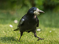 В одном из парков Франции уборку мусора доверили грачам