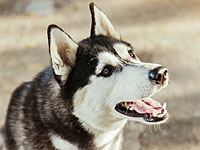 Полицейские вернули жителю Беэр-Шевы сибирского хаски, украденного бедуинами. Видео