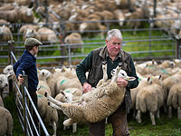 Барашки Шотландии на ярмарке в Лейрге. Фоторепортаж 

