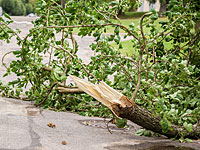 В Тель-Авиве ветка дерева рухнула на пожилого мужчину