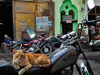 Приглашение на кофе: ролик, расколовший Египет 