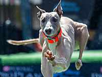 Ярмарка в Лейпциге: домашние питомцы соревнуются в красоте и талантах