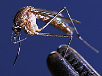 Западно-нильская лихорадка унесла жизнь еще одного израильтянина