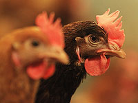 Сальмонелла в продукции Empire Kosher Poultry: 1 человек умер, 8 в больнице