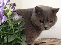 Жители Новой Зеландии сохраняют  окружающую среду,  уничтожая кошек