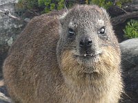 Минэкологии разрешило отстрел даманов в рамках борьбы с лейшманиозом