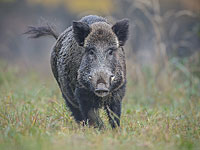 Жительница ПА погибла в результате ДТП с участием дикого кабана на шоссе 60