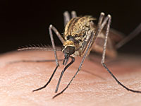 Минэкологии: к вспышке западно-нильской лихорадки привело глобальное потепление
