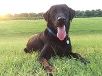 Американцу, осужденному на 50 лет за домогательства к дочери, помогло обнаружение собаки