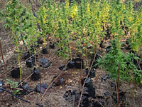 В лесу на севере Израиля обнаружены 800 кустов марихуаны 