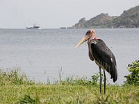 На озере Виктория в Танзании затонул паром: 42 погибших, более 150 пропавших без вести