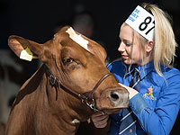 Телячьи нежности: осенняя выставка в Сомерсете. Фоторепортаж