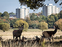 Благородные олени в осеннем Лондоне. Фоторепортаж 