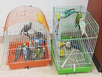 Двое бедуинских подростков подозреваются в краже попугаев из соседнего мошава