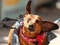 Самые стильные и шустрые: гонка такс в Мельбурне. Фоторепортаж