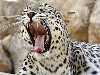 Новому персидскому леопарду в рамат-ганском 