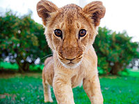 В окрестностях Парижа обнаружен львенок: владелец животного  задержан