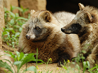 Японец спас пятерых детенышей неизвестного животного, приняв их за котят