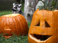 Накануне Хэллоуина в зоопарке Сан-Франциско лемуров угостили тыквами. Фоторепортаж 
