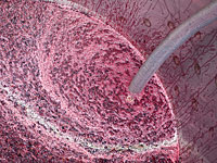 Чешский винодел погиб, упав в чан для брожения винограда