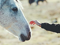 В окрестностях Брянска погибла Лора Уильямс – основатель WWF в России