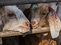 Очередная акция устрашения: к зданию 